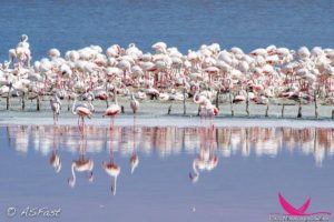 04/06/2017 – Visita al Parco di Molentargius - Saline